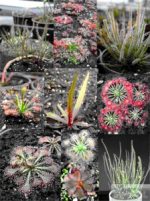  끈끈이주걱 종자모듬