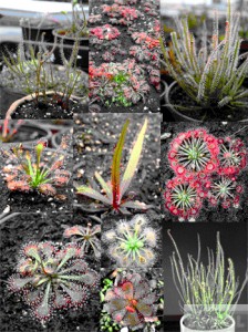  끈끈이주걱 종자모듬