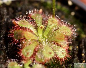 끈끈이주걱(드로세라) 프리티로제트 (Drosera pretty rosette )