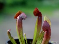 사라세니아 루브라 교배종 (Sarracenia rubra ssp 