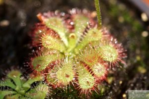 끈끈이주걱(드로세라) 프리티로제트 (Drosera pretty rosette )