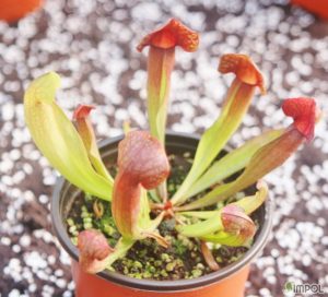 사라세니아 루브라 교배종 (Sarracenia rubra ssp 