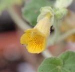 이비셀라 (Ibicella lutea)---예약판매