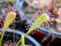 니디포미스 종자 (D.nidiformis seeds) [200s]