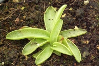 벌레잡이 제비꽃 루테아 (P.lutea)