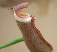 네펜데스(벌레잡이통풀) 알보마지나타 (N.albonaginata)