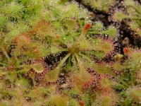 스파튤라타 종자 (D.spatulata Seeds) 