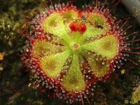 버마니 종자 (D.burmannii Seeds) [25s]