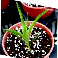 브로키니아 레둑타 (Brocchinia reducta)