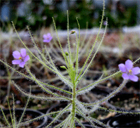 리니플로라 종자 (B.liniflora Seeds) [15s] 