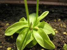 프리뮬리플로라 종자 (P.primuliflora Seeds) [10s] 