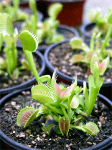 파리지옥 종자 (Dionaea muscipula Seeds) [13s]