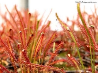 카펜시스 종자 (D.capensis Seeds)