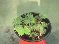 미모사 (Mimosa pudica) [신경초]