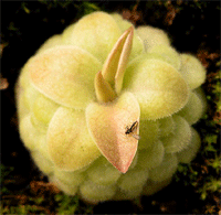 벌레잡이 제비꽃 라우에아나 (P.laueana)