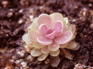 벌레잡이 제비꽃 엘러시아 (P.ehlersiae) 