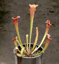 사라세니아 류코필라 Hybrid (S.leucophylla X ? )