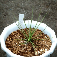 드로소필룸 (Drosophyllum lusitanicum)