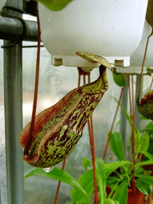 네펜데스(벌레잡이통풀) 라플레시아나 (N.rafflesiana) [저산종]