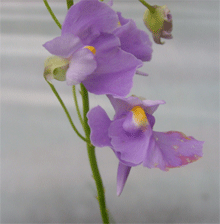 땅귀개 롱기폴리아 (U.longifolia) 