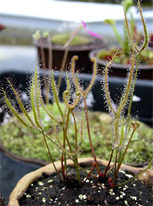 비나타 종자 (D.binata Seeds) [25s]