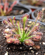 인터미디어 종자 (D.intermedia Seeds) [200s]