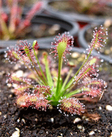 인터미디어 종자 (D.intermedia Seeds) [200s]