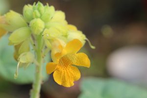 이비셀라 (Ibicella lutea)---예약판매