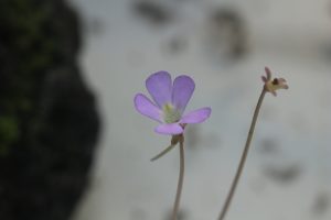 벌레잡이제비꽃 에셀리아나 (P.esseriana)