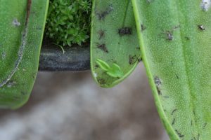 벌레잡이 제비꽃 프리뮬리플로라 (P.primuliflora )