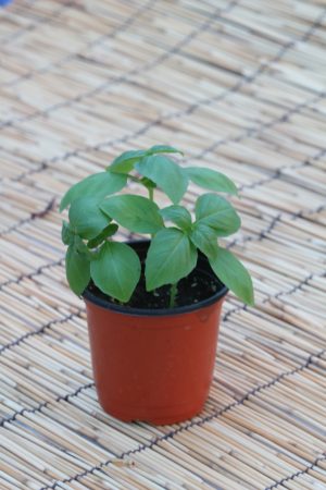 바질(Basil)