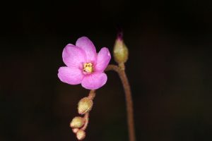 스파튤라타 종자 (D.spatulata Seeds) 