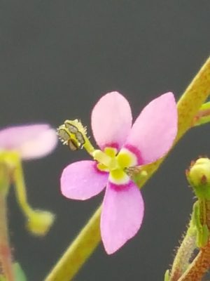 스틸리디움 데빌레 stylidium debile