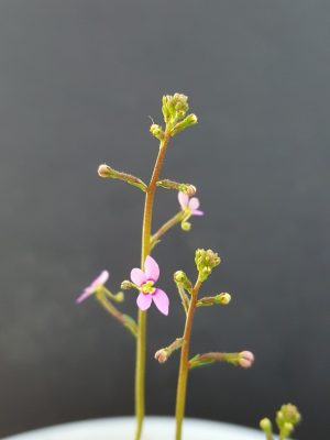 스틸리디움 데빌레 stylidium debile