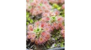 끈끈이 주걱 피그미 로지아나 Drosera roseana