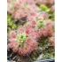 끈끈이 주걱 피그미 로지아나 Drosera roseana